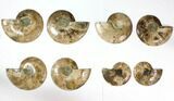 Lot: to Cut Ammonite Fossil Pairs - Pairs #117039-1